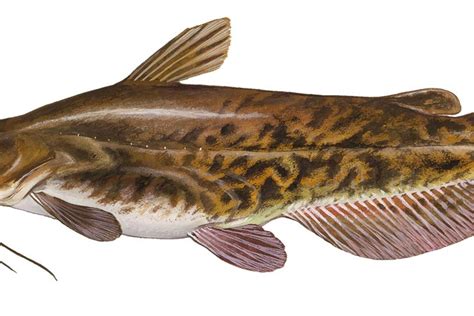 flathead bullhead catfish scientific name